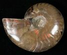 Flashy Red Iridescent Ammonite - Wide #16717-1